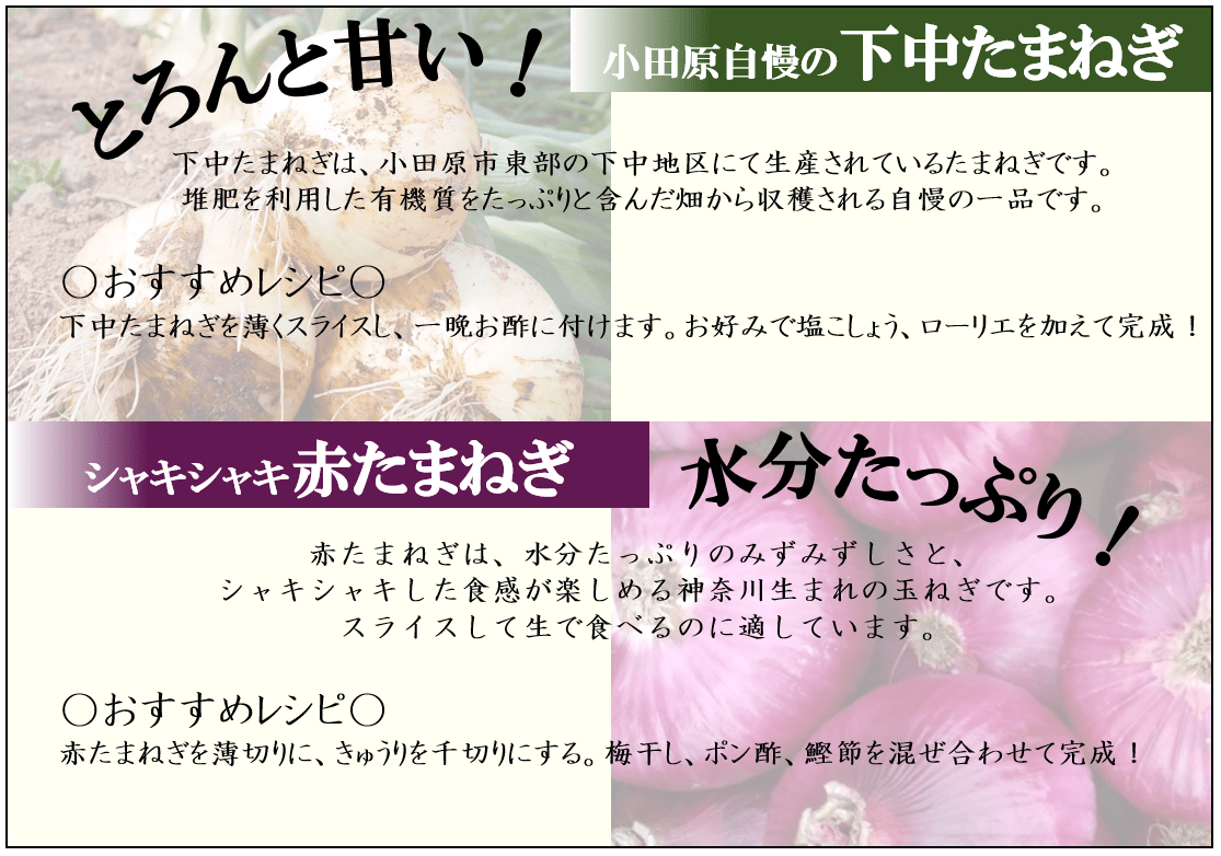 小田原自慢の下中たまねぎ＆赤たまねぎセット: JA全農かながわ 