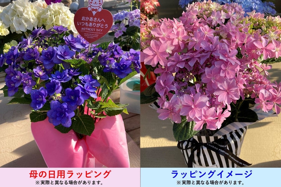 押し花アート【アンダルシアの薔薇と孔雀の羽根】【B】