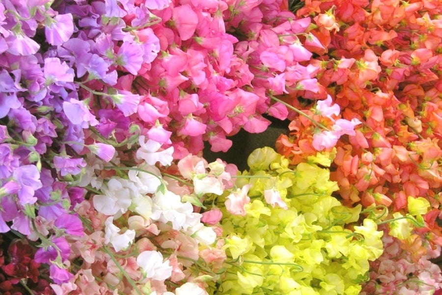 産地直送 通販 お取り寄せバレンタインデー スイートピーバレンタインセット１００本入り ｊａ全農かながわ ｊａタウン