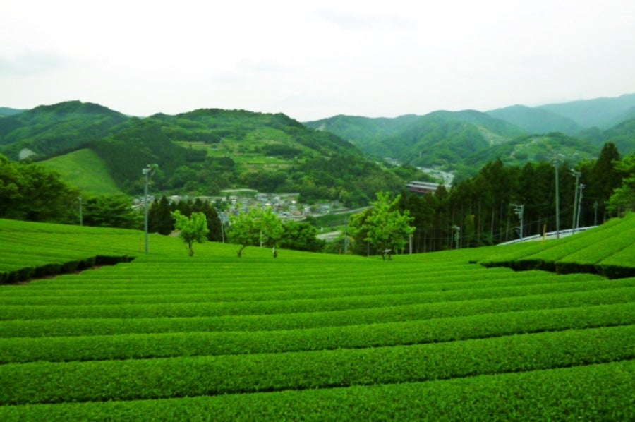 ふるさと納税 山北町 足柄茶初明り3袋セット - 3
