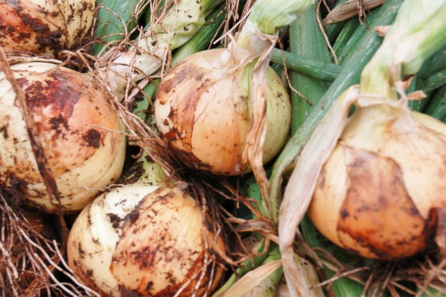 産地直送 通販 お取り寄せとろんと甘い 小田原自慢の下中たまねぎ ｊａ全農かながわ ｊａタウン