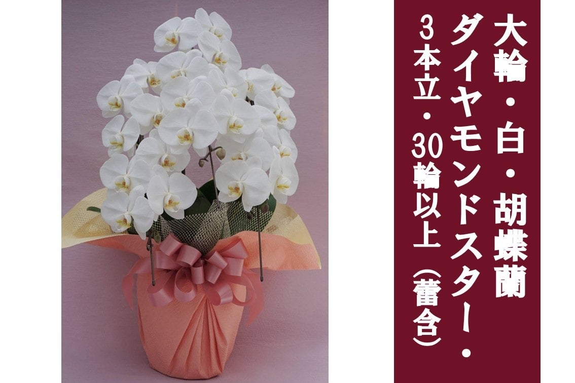 大輪・白・胡蝶蘭ダイヤモンドスター_3本立30輪以上（蕾含む）: ＪＡ全農かながわ|【ＪＡタウン】産地直送 通販 お取り寄せ
