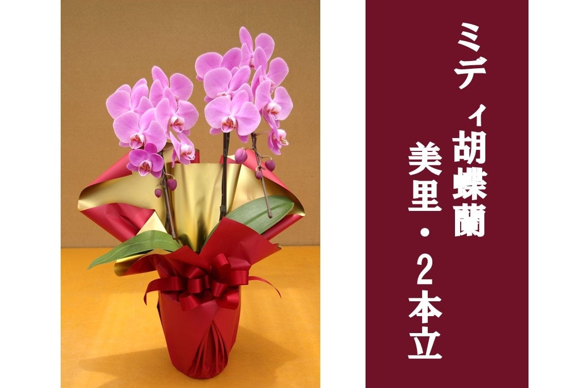 敬老の日】ミディ胡蝶蘭・美里_2本立: JA全農かながわ|【JAタウン