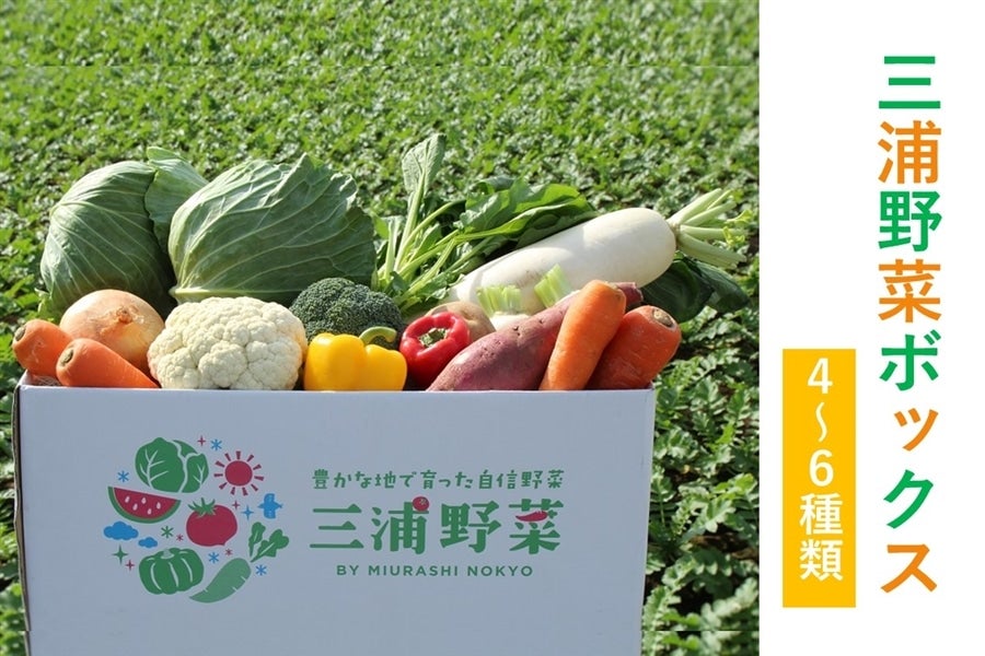 数量限定 三浦野菜セット 三浦半島の畑で作られた野菜の１０