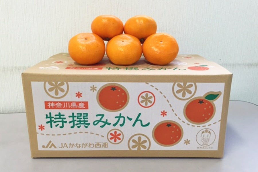 12月上旬より発送>濃厚な甘さが自慢！「特選大津みかん」約5kg: ＪＡ 