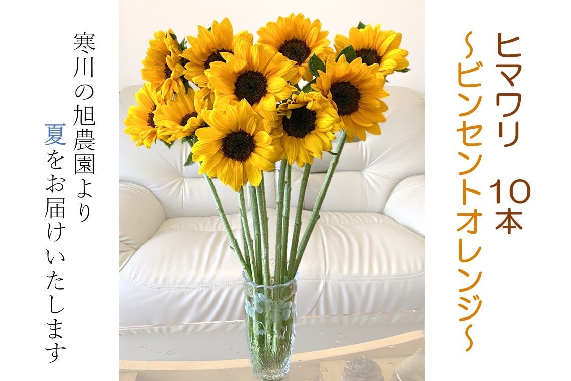 産地直送 通販 お取り寄せ おうちでお花キャンペーン ヒマワリ10本 ビンセントオレンジ ja全農かながわ jaタウン 産地直送 通販 お取り寄せ おうちでお花キャンペーン ヒマワリ10本 ビンセントオレンジ ja全農かながわ jaタウン