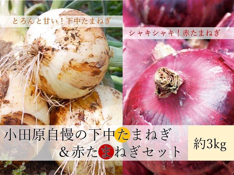 小田原自慢の下中たまねぎ＆赤たまねぎセット: JA全農かながわ