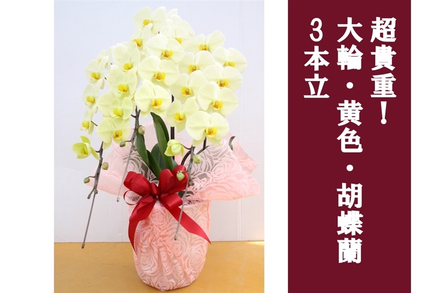 お中元】超貴重！大輪・黄色・胡蝶蘭_3本立: JA全農かながわ|【JA