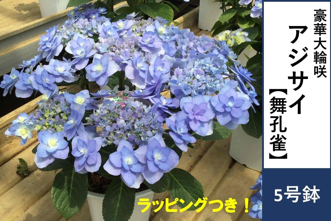 押し花アート【アンダルシアの薔薇と孔雀の羽根】【B】 8348f0c45d5c4a2302e4a0aec3ae55