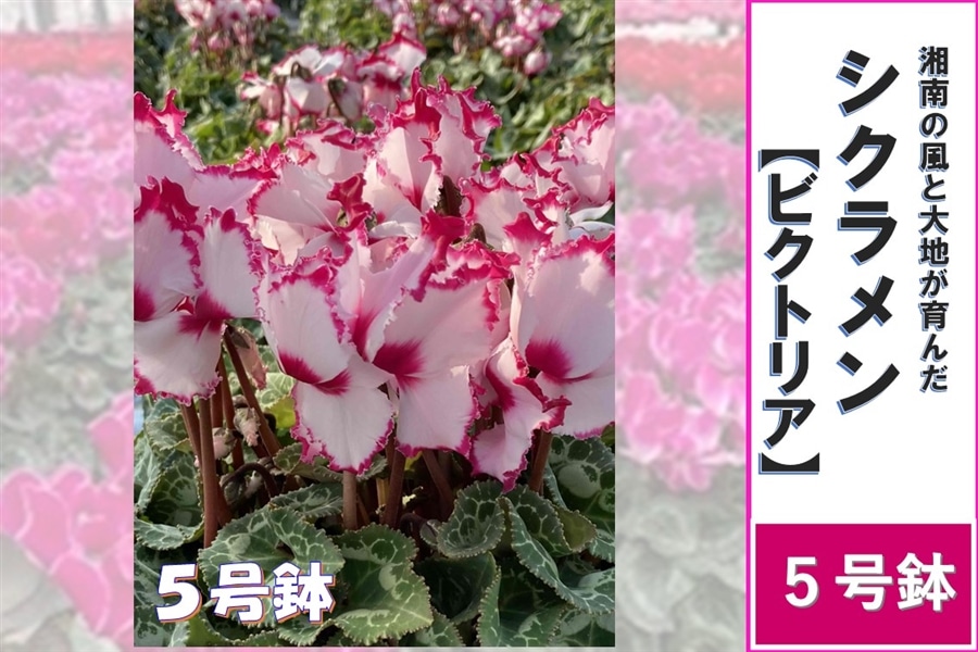 シクラメン 5号鉢【ビクトリア】: JA全農かながわ|【JAタウン