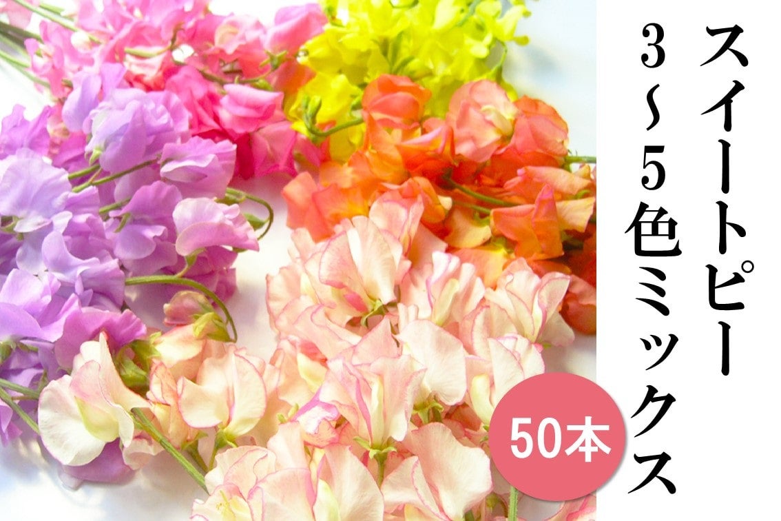 産地直送 通販 お取り寄せひと足早い春 スイートピー春色セット５０本入 ｊａ全農かながわ ｊａタウン