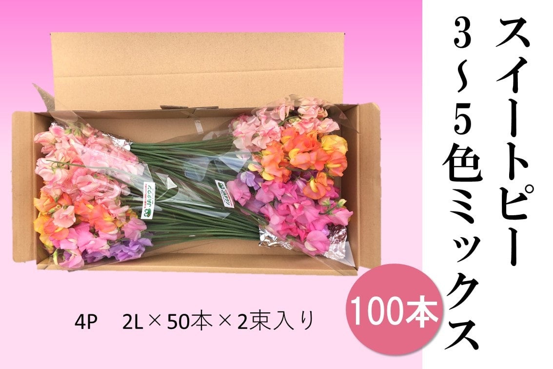 産地直送 通販 お取り寄せひと足早い春 スイートピー春色セット１００本入 50本 2束 ｊａ全農かながわ ｊａタウン