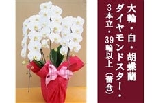 大輪・白・胡蝶蘭ダイヤモンドスター_3本立39輪以上（蕾含む）