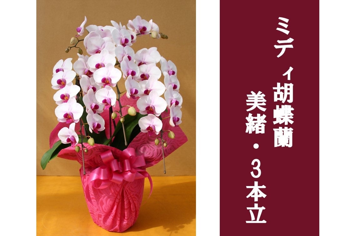 �y��̓��z�~�f�B�Ӓ����E����_3�{��