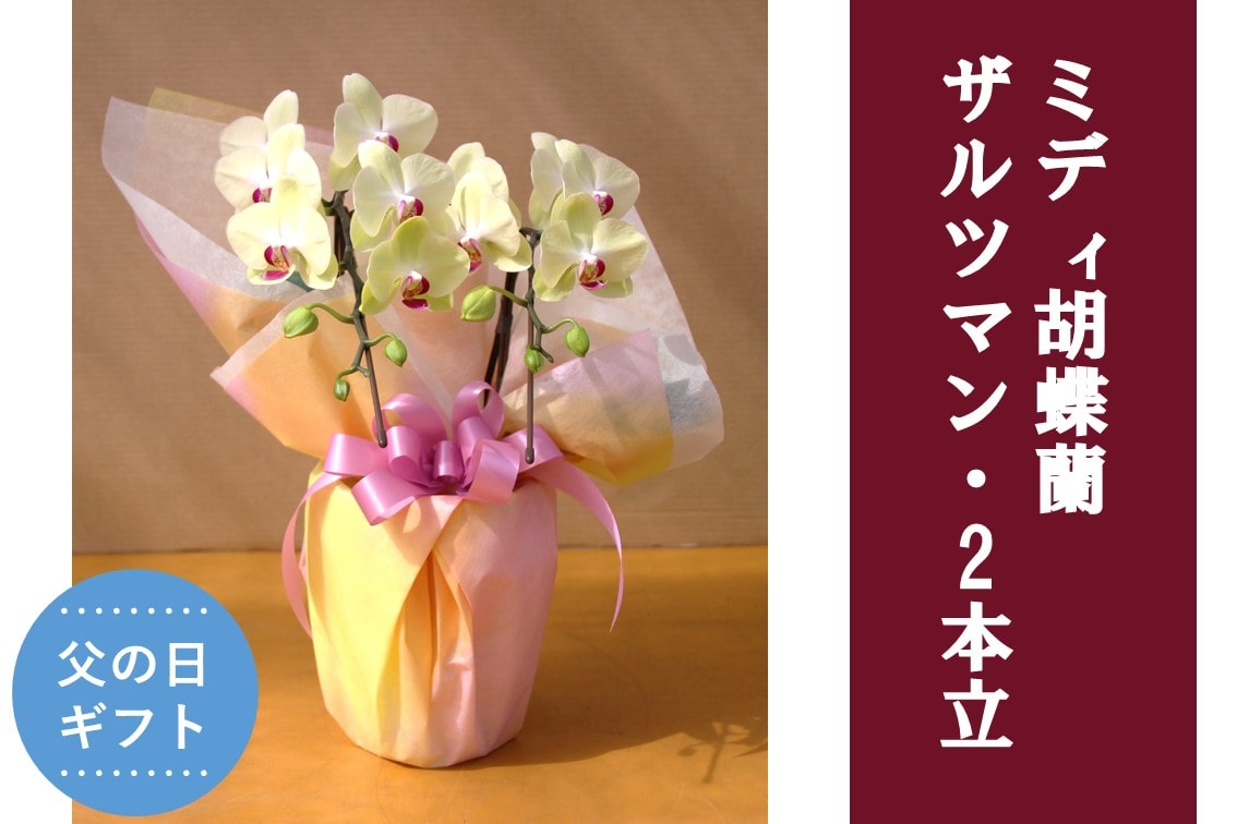 �y���̓��z�~�f�B�Ӓ����E�U���c�}��_2�{��