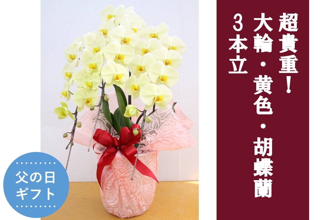 �y���̓��z���M�d�I��ցE���F�E�Ӓ���_3�{��
