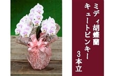 �~�f�B�Ӓ����E�L���[�g�s���L�[_3�{��