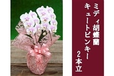 �y��̓��z�~�f�B�Ӓ����E�L���[�g�s���L�[_2�{��