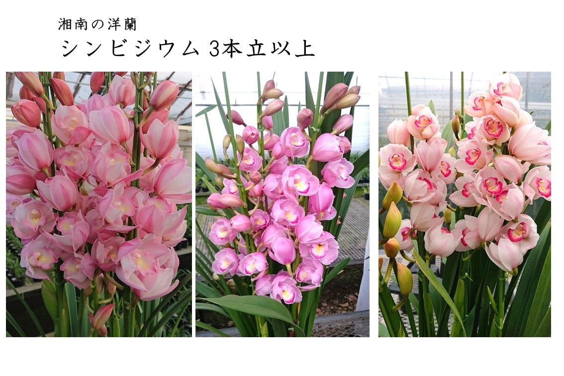 VrWE<Ó̗m>R{ȏ@11{ȍ~菇z