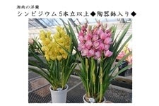 yΕz ` VrWE<Ó̗m>T{ȏた픫聟@12菇z