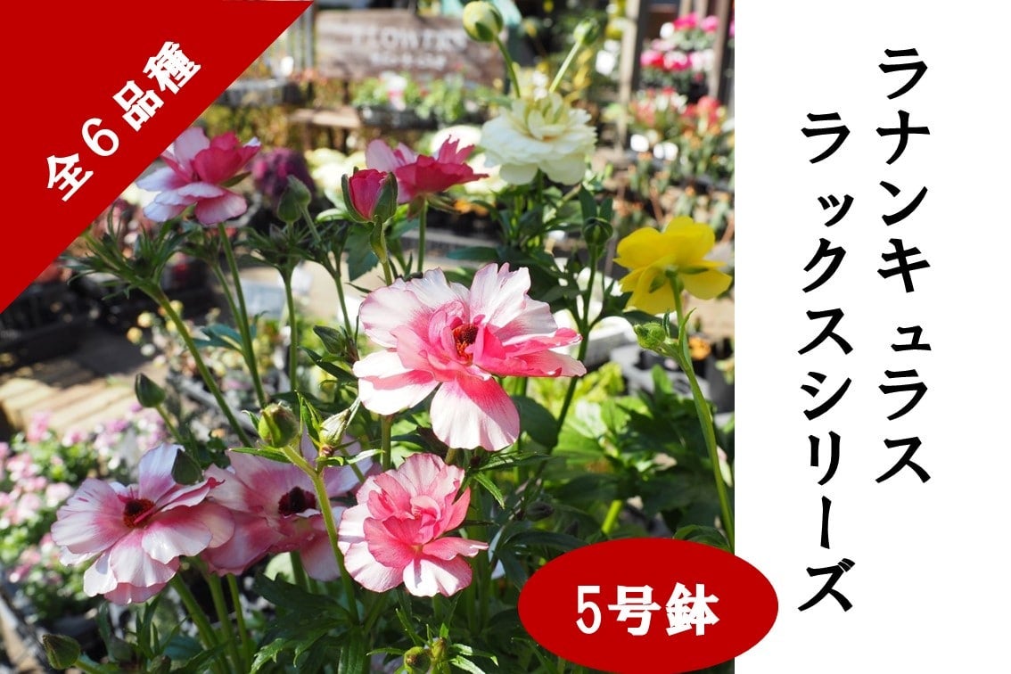 産地直送 通販 お取り寄せラナンキュラス ラックスシリーズ 5号鉢 ｊａ全農かながわ ｊａタウン