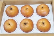 ƂĂ傫Iuijv11/25i΁j`TΗj