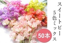 産地直送 通販 お取り寄せ 農家応援 ひと足早い春 スイートピー春色セット50本入 1 4頃から順次発送 ja全農かながわ jaタウン 産地直送 通販 お取り寄せ 農家応援 ひと足早い春 スイートピー春色セット50本入 1 4頃から順次発送 ja全農かながわ jaタウン