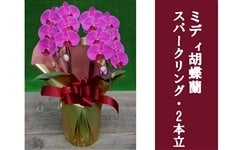 �y��̓��z�~�f�B�Ӓ����E�X�p�[�N�����O_2�{��