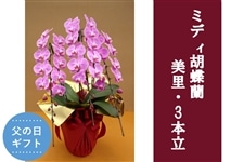 �y���̓��z�~�f�B�Ӓ����E����_3�{��