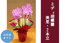 �y���̓��z�~�f�B�Ӓ����E����_2�{��