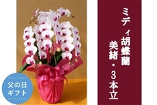 �y���̓��z�~�f�B�Ӓ����E����_3�{��