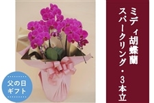 �y���̓��z�~�f�B�Ӓ����E�X�p�[�N�����O_3�{��