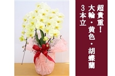 お中元】超貴重！大輪・黄色・胡蝶蘭_3本立: JA全農かながわ|【JA