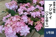 �A�W�T�C�y�ЂȍՂ�z5����