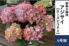 �A�W�T�C�y���[�Y�s�R�e�C�z5����