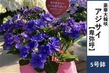 �A�W�T�C�y�ږ�āz5����