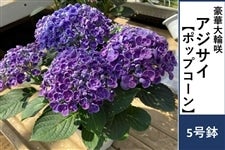 �A�W�T�C�y�|�b�v�R�[���z5����