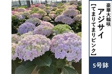 �A�W�T�C�y�Ă܂�Ă܂�s���N�z5����