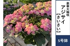 �A�W�T�C�y���������z5����