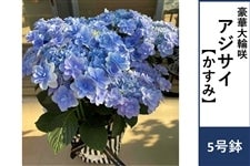 �A�W�T�C�y�����݁z5����