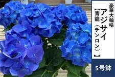 アジサイ【青龍】5号鉢