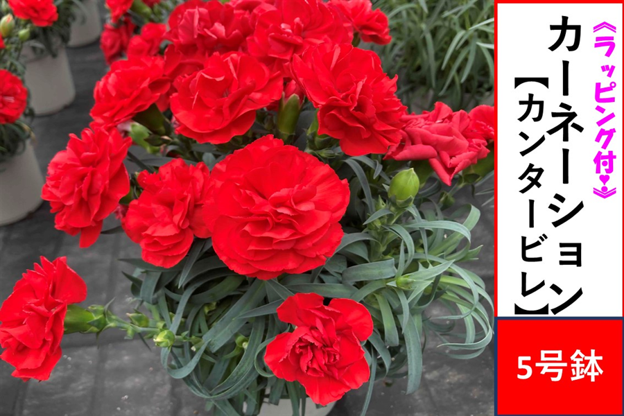 �y��̓��z�J�[�l�[�V�����y�J���^�[�r���z5�����@�����b�s���O�t����