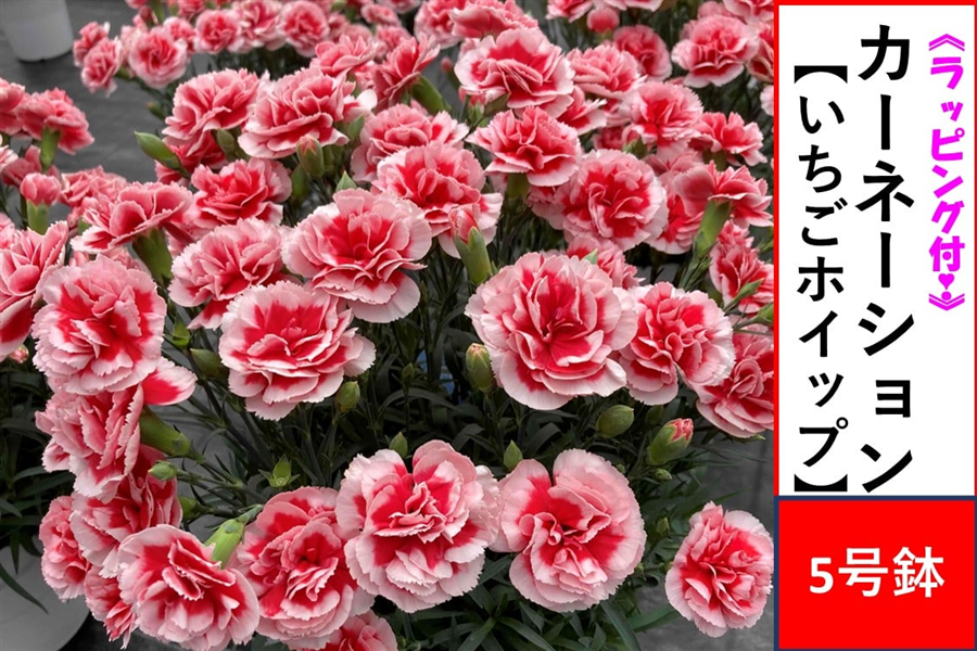 �y��̓��z�J�[�l�[�V�����y�������z�C�b�v�z5�����@�����b�s���O�t����