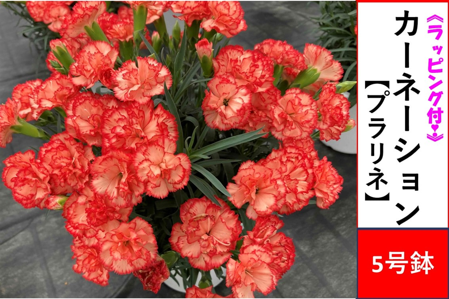 �y��̓��z �J�[�l�[�V�����y�v�����l�z5�����@�����b�s���O�t����