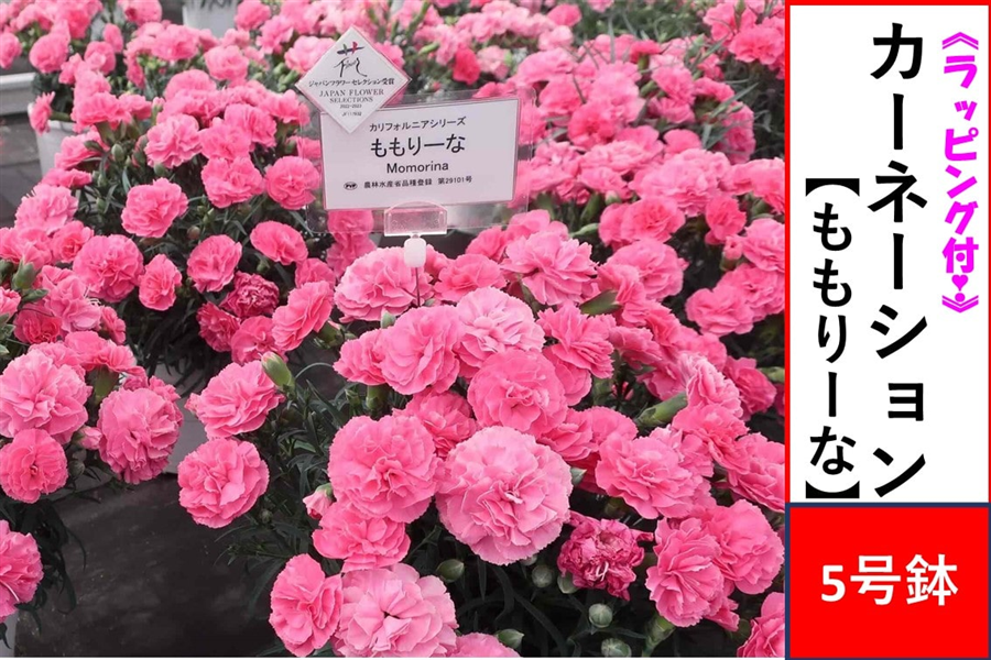 �y��̓��z�J�[�l�[�V�����y������[�ȁz5�����@�����b�s���O�t����