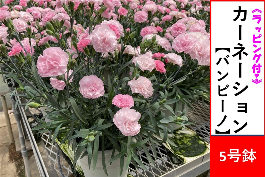 �y��̓��z�J�[�l�[�V�����y�o���r�[�m�z5�����@�����b�s���O�t����