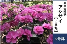 �y��̓��z�A�W�T�C�y���܂��z5�����@�����b�s���O�t����