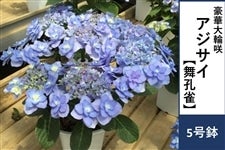 �y��̓��z�A�W�T�C�y���E���z5�����@�����b�s���O�t����