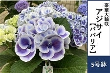 �y��̓��z�A�W�T�C�y�o�o���A�z5�����@�����b�s���O�t����