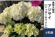 �y��̓��z�A�W�T�C�y�V���K�[�z���C�g�z5�����@�����b�s���O�t����